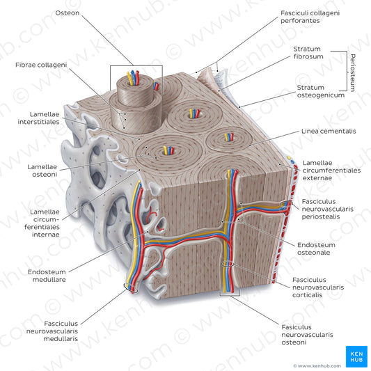 Bone section (Latin)