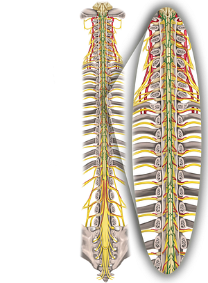 Posterior spinal arteries (#1214)
