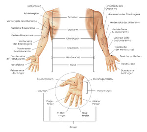 Regions of the upper extremity (German)