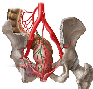 Superior anorectal artery (#1733)