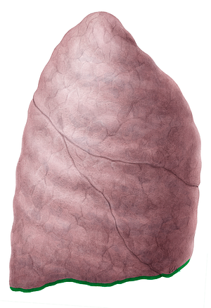 Inferior border of right lung (#4930)