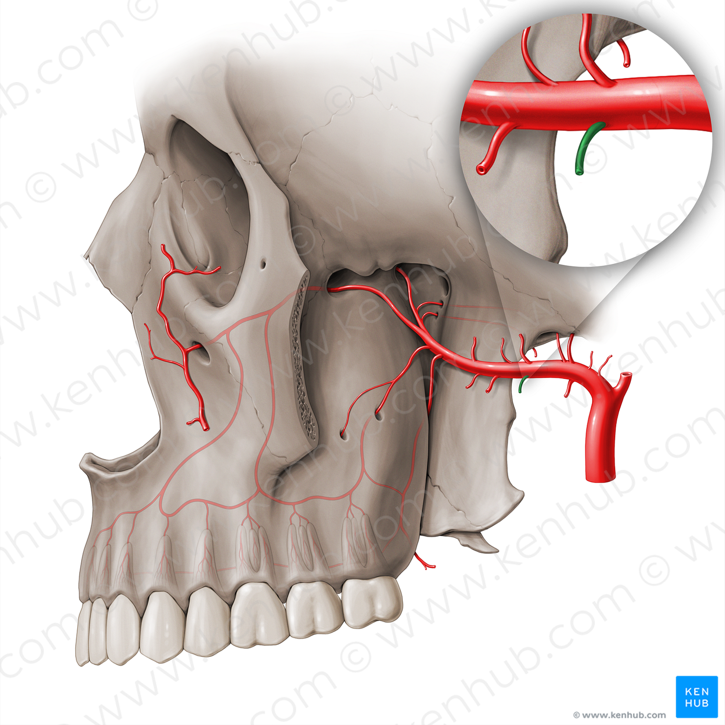 Masseteric artery (#18461)