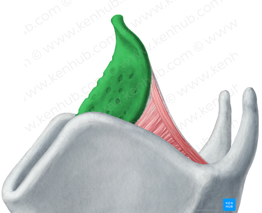 Epiglottic cartilage (#2498)