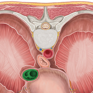 Inferior vena cava (#10054)