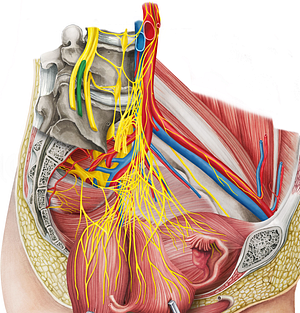 Anterior rami of lumbar nerves (#8469)