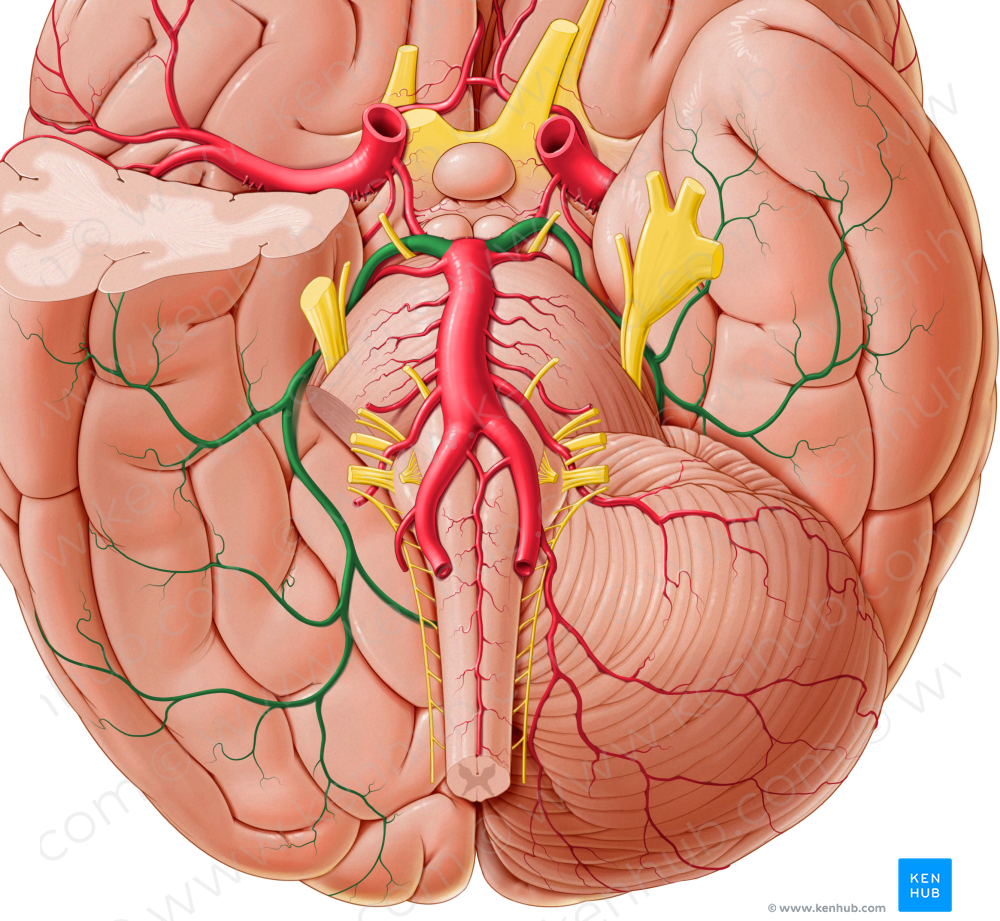 Posterior cerebral artery (#1019)