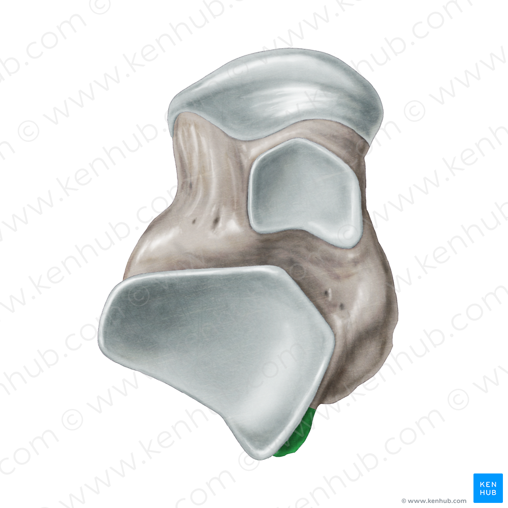 Lateral tubercle of posterior process of talus (#9730)