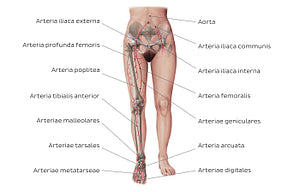 Main arteries of the lower limb (Latin)