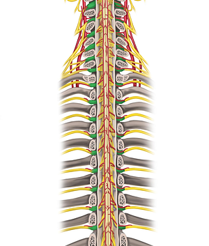 Spinal ganglia of spinal nerves (#3949)