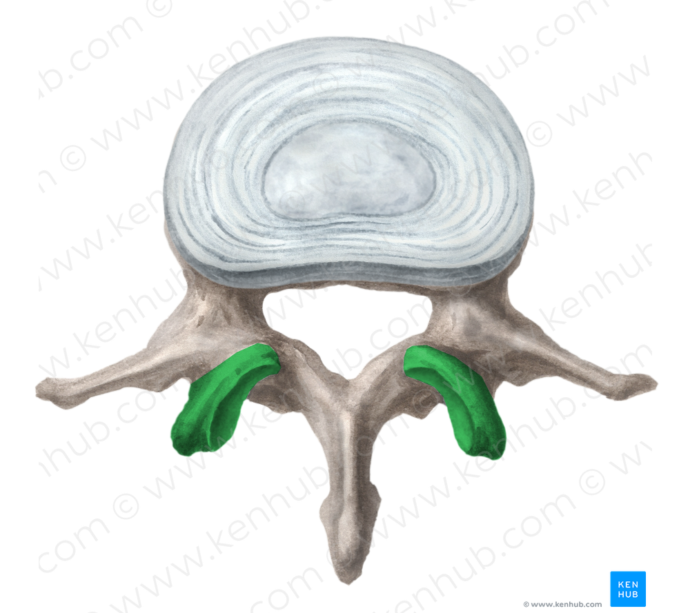 Superior articular process of vertebra (#8171)