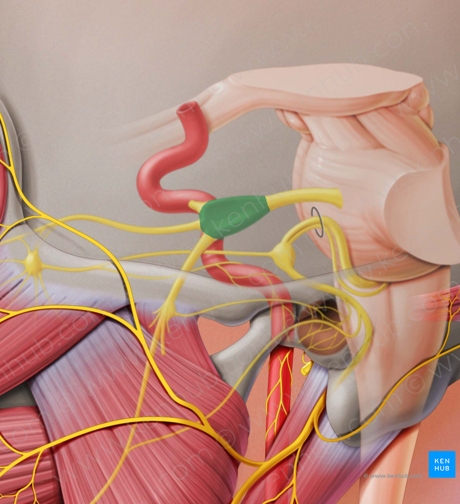 Trigeminal ganglion (#4037)