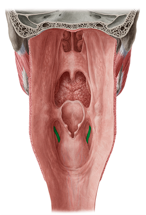 Fold of superior laryngeal nerve (#8110)