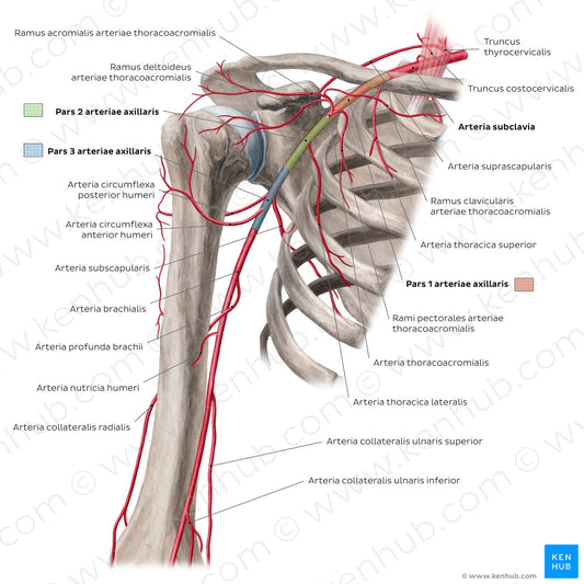 Arteries of the arm and the shoulder - Anterior view (Latin)