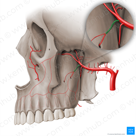 Posterior superior alveolar artery (#18527)