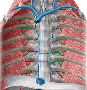 Posterior intercostal vein (#10161)