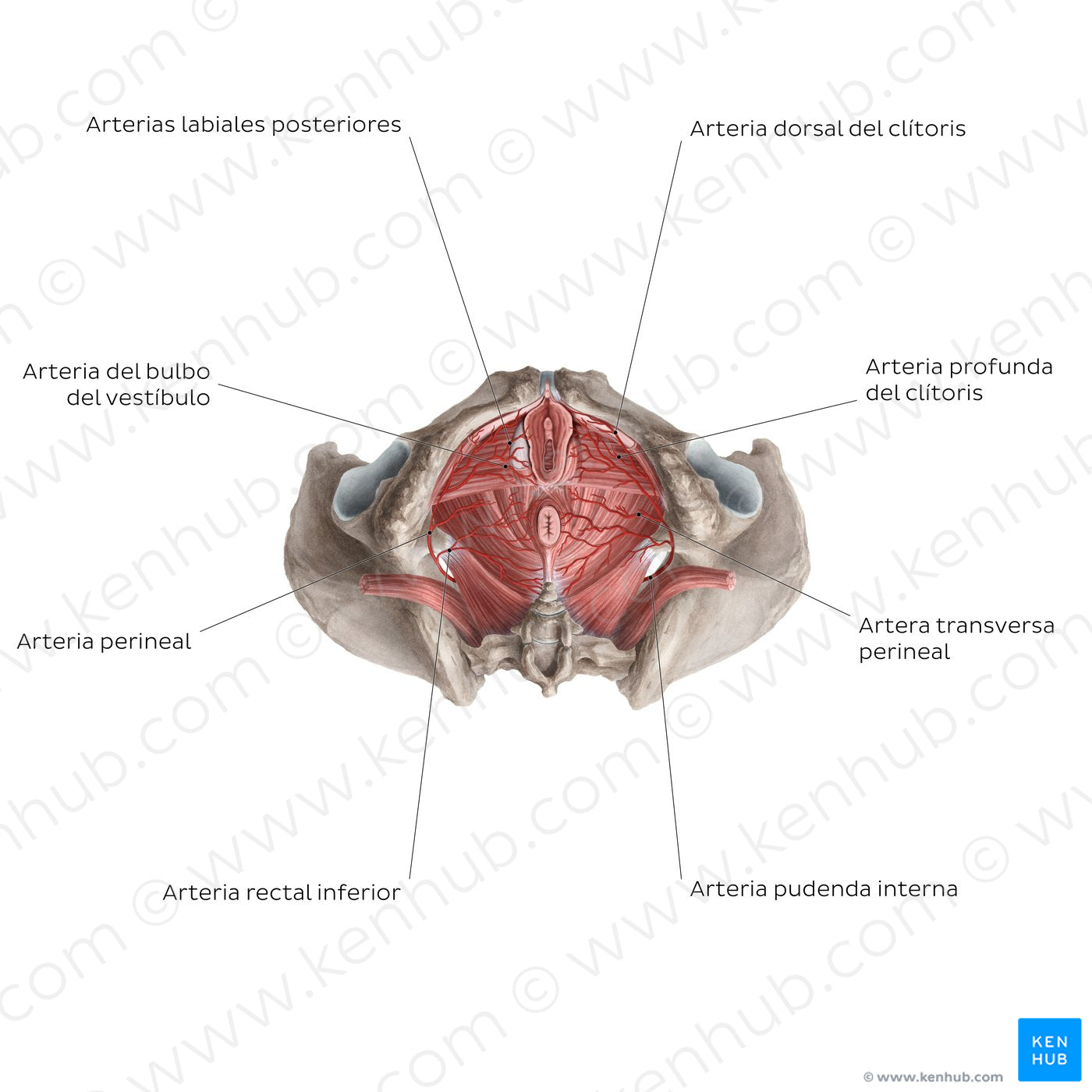 Arteries of the clitoris (Spanish)