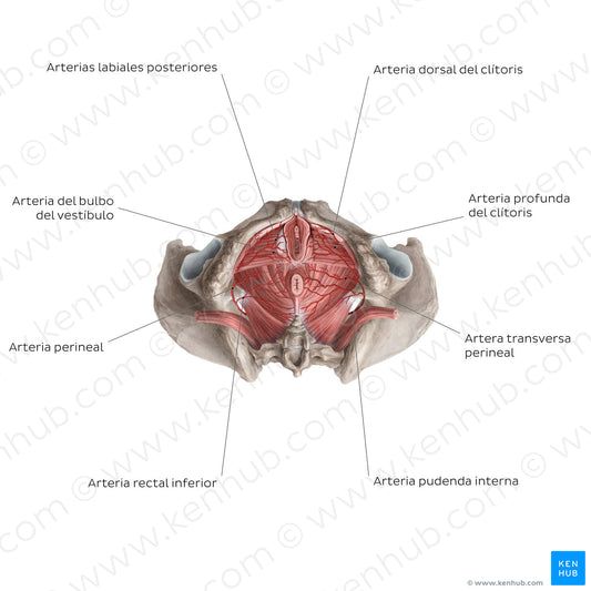 Arteries of the clitoris (Spanish)