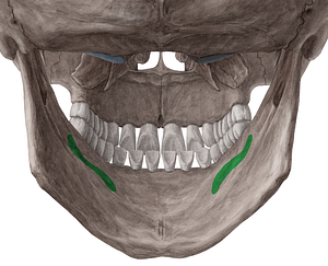 Mylohyoid line of mandible (#4708)