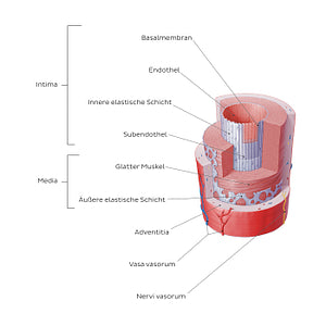 Structure of blood vessels: Artery (German)