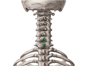 Spinous processes of vertebrae C6-C7 (#8253)