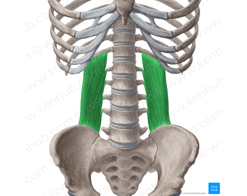 Quadratus lumborum muscle (#5814)