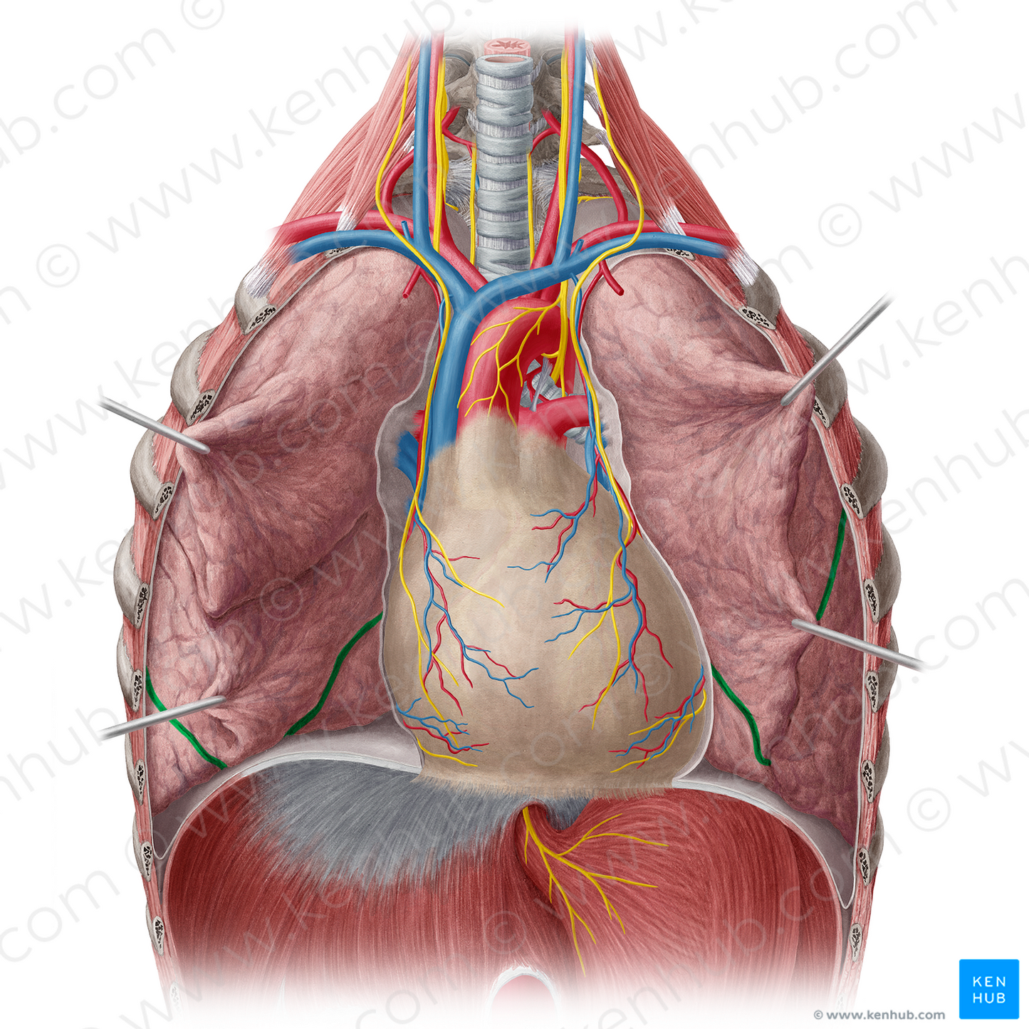 Oblique fissure of lung (#3669)