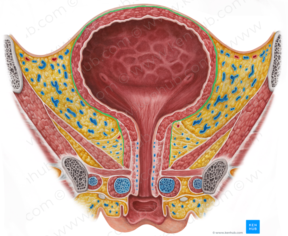 Pelvic visceral fascia (#3567)