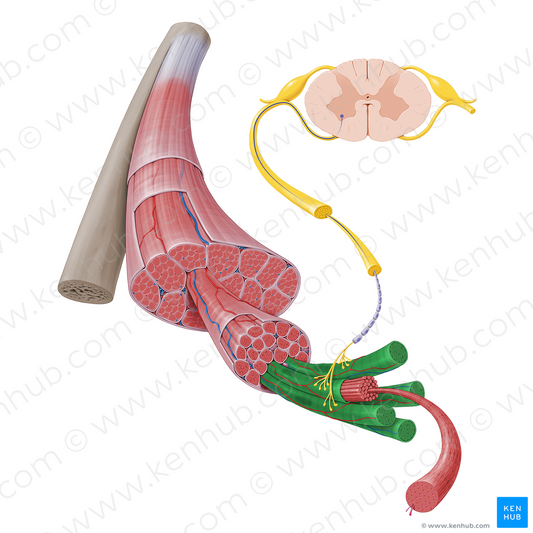 Muscle fiber (#17230)