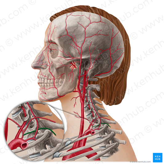 Suprascapular artery (#21808)