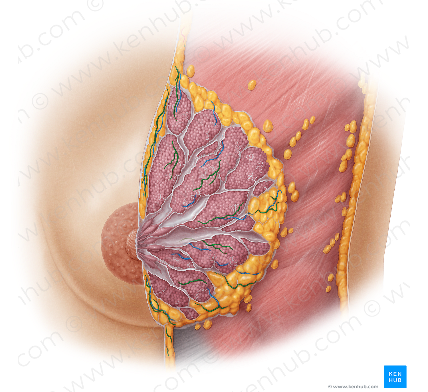 Internal thoracic artery (#1915)