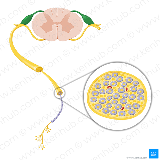 Posterior root of spinal nerve (#20769)