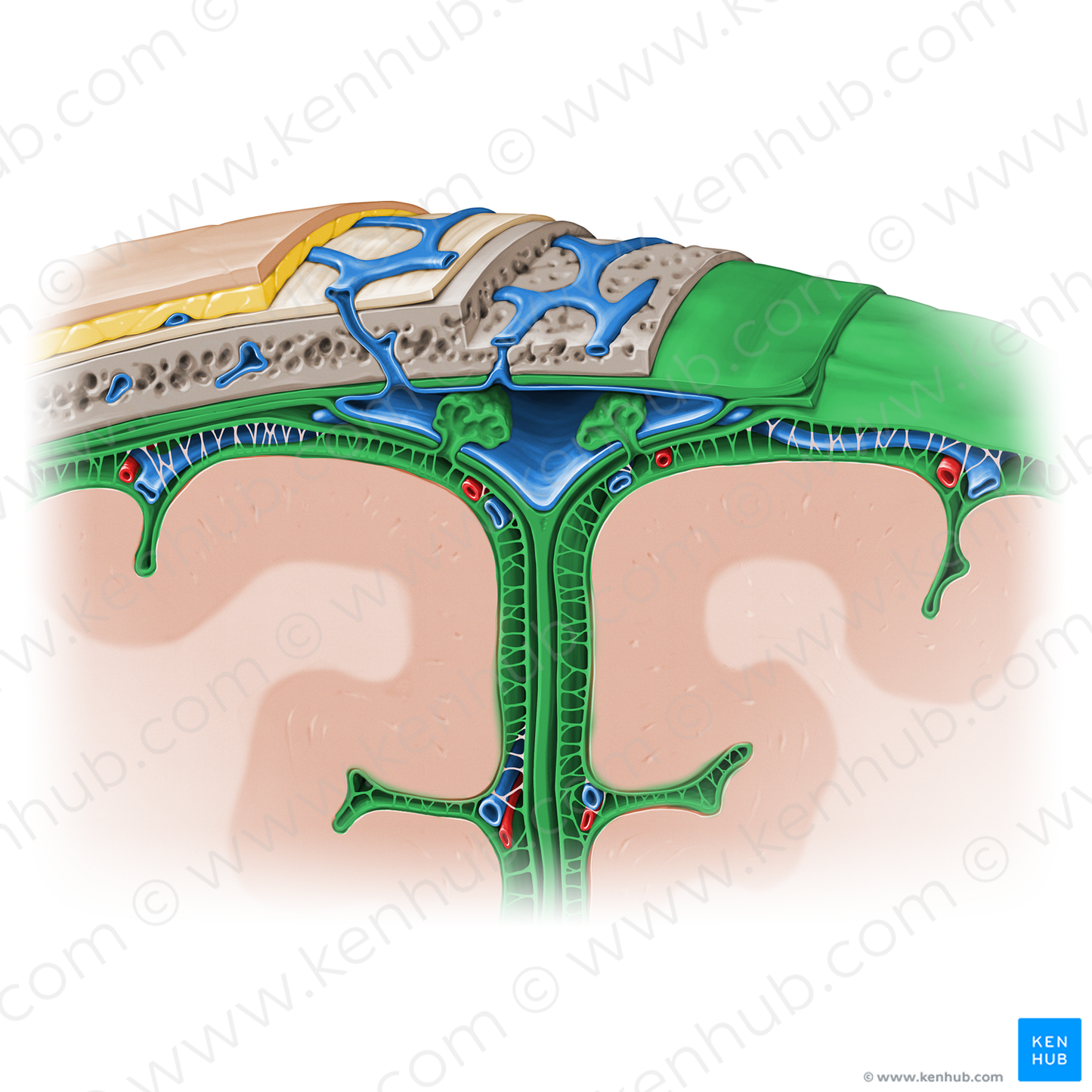 Meninges (#11585)