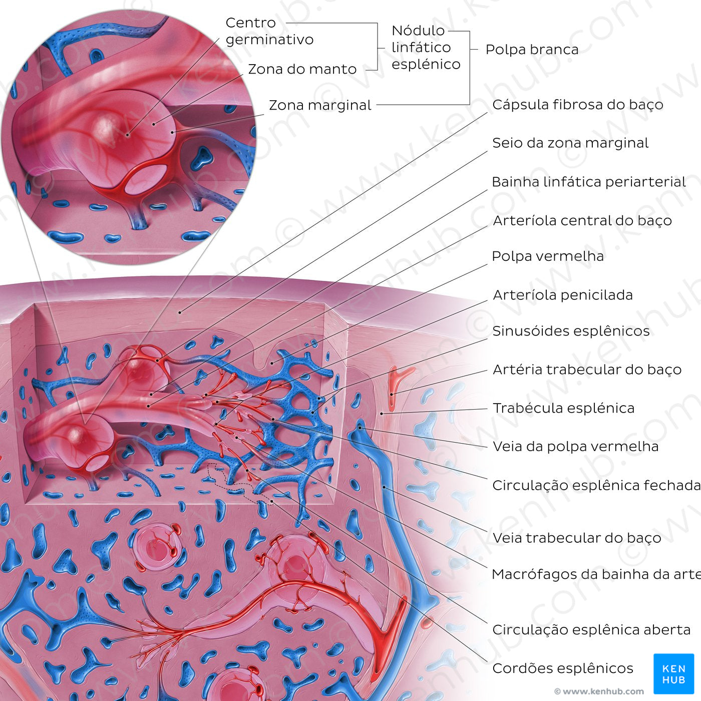 Spleen microcirculation (Portuguese)