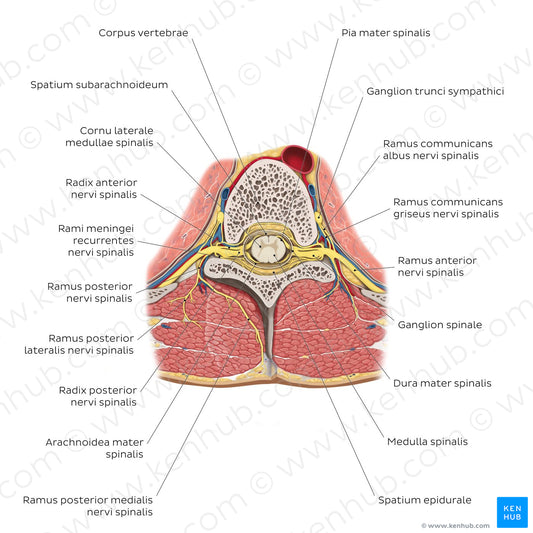 Spinal cord in situ (Latin)