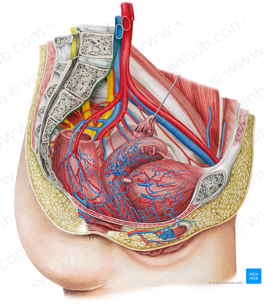 Median sacral artery (#1759)