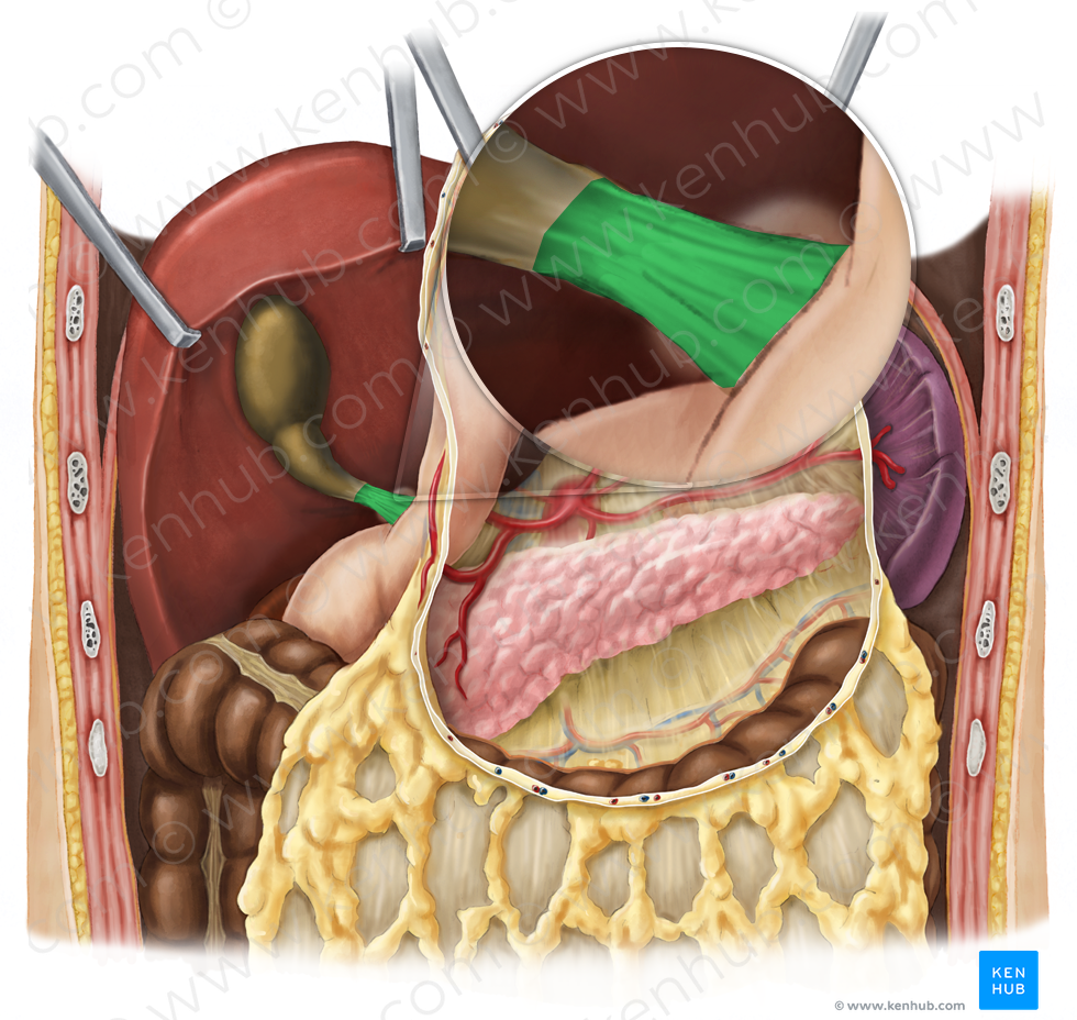 Hepatoduodenal ligament (#4549)