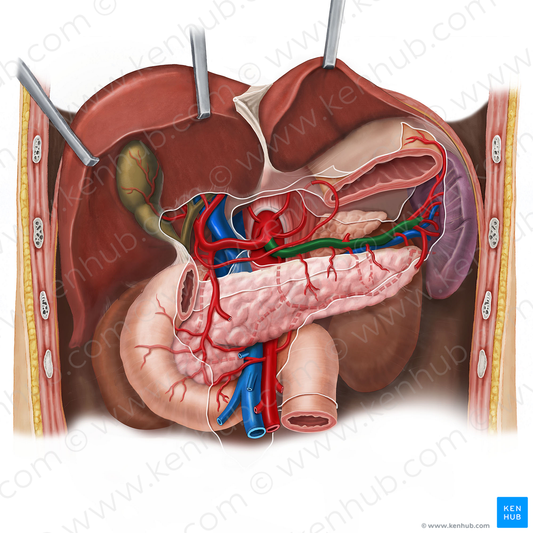 Splenic artery (#1795)