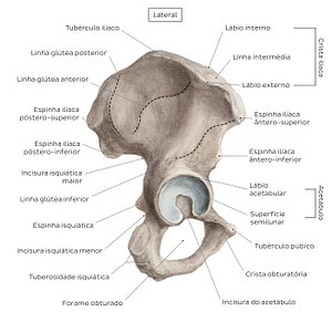 Hip bone (lateral view) (Portuguese)