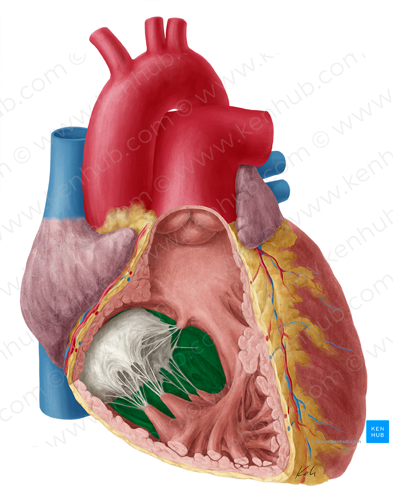 Interventricular septum (#8983)