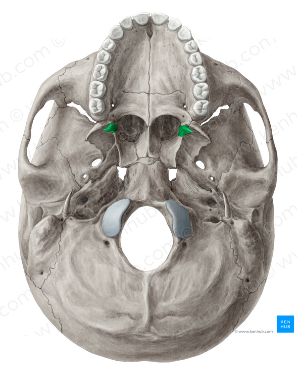 Pterygoid hamulus of sphenoid bone (#4219) – Kenhub Image License Store