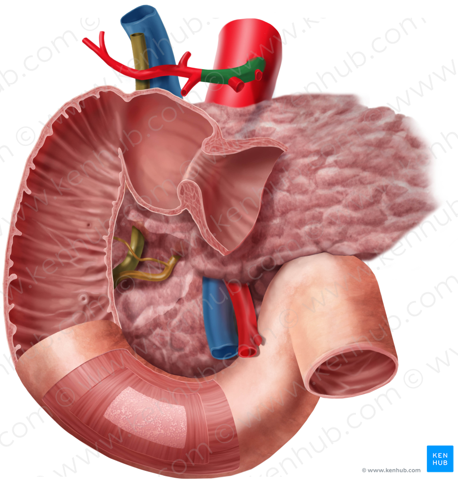 Common hepatic artery (#1327)