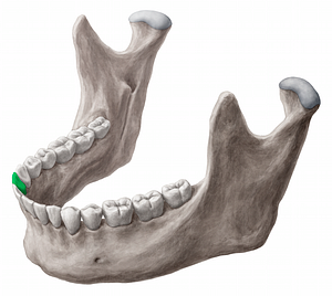 Mandibular right lateral incisor tooth (#12851)