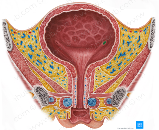 Left ureteric orifice (#7557)