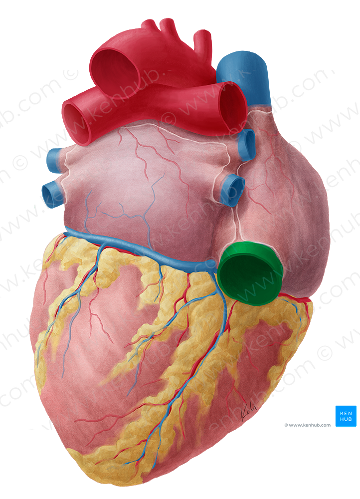 Inferior vena cava (#10064)