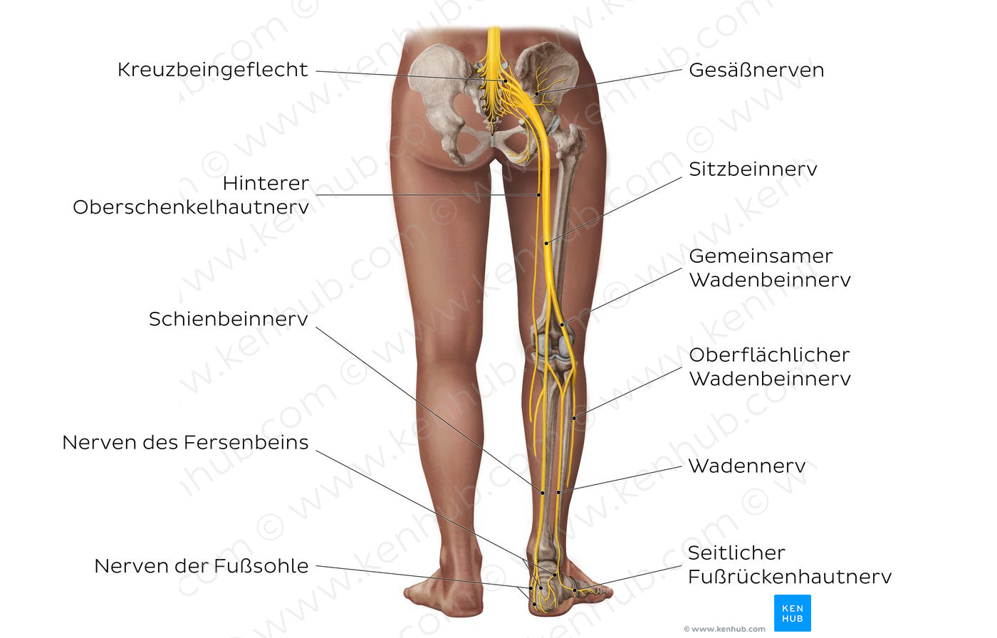 Main nerves of the lower limb - posterior (German)