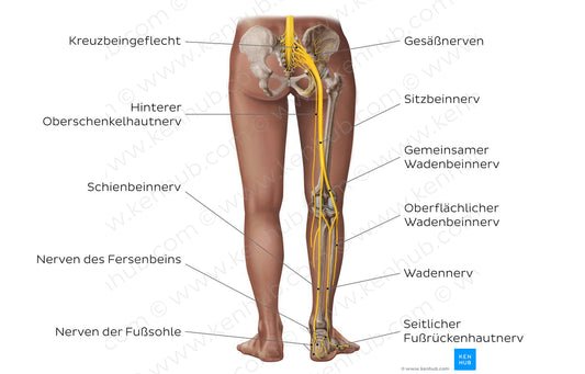 Main nerves of the lower limb - posterior (German)