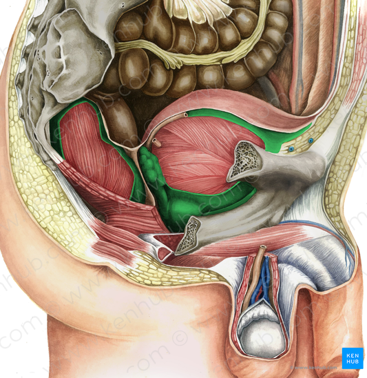 Pelvic visceral fascia (#3569)