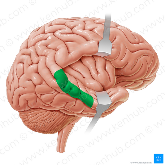 Secondary auditory cortex (#21191)