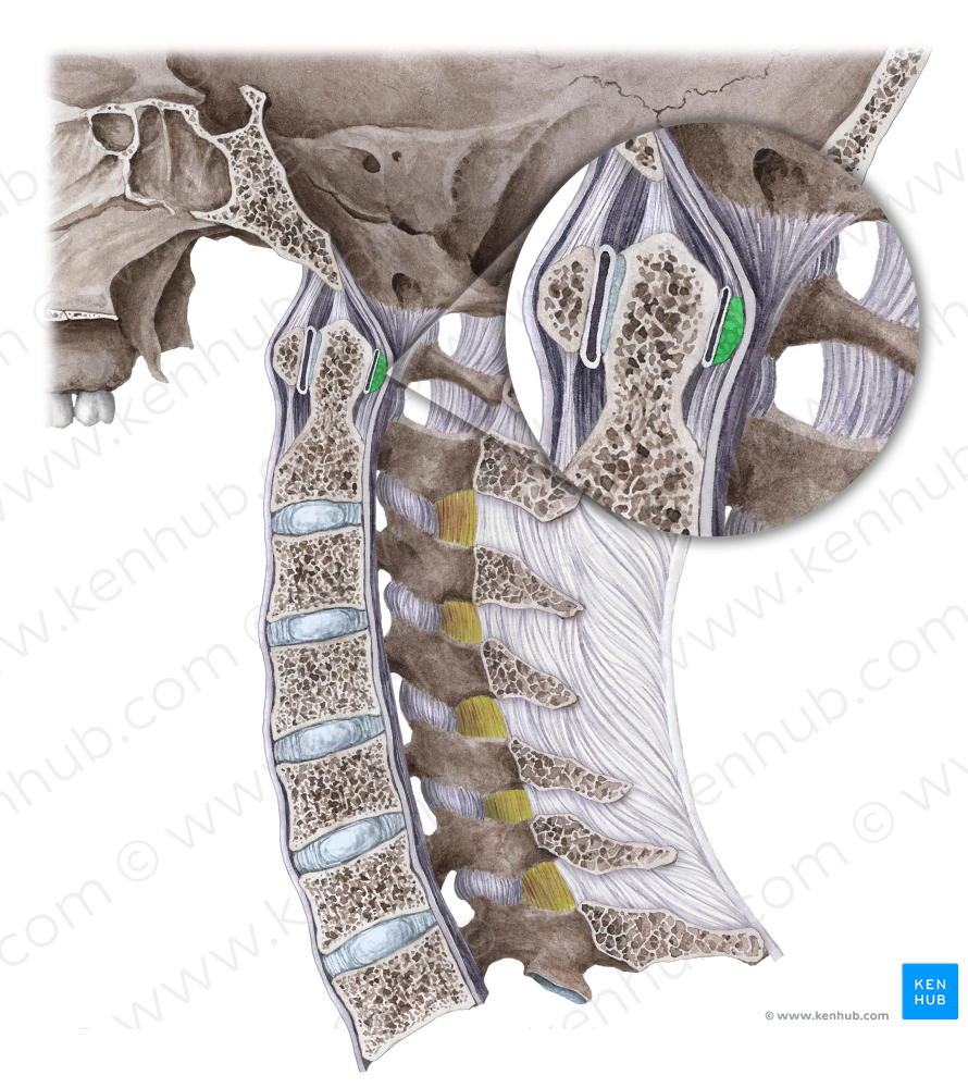 Transverse ligament of atlas (#4653)