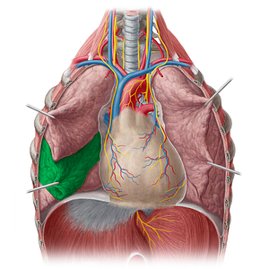 Middle lobe of right lung (#4840)